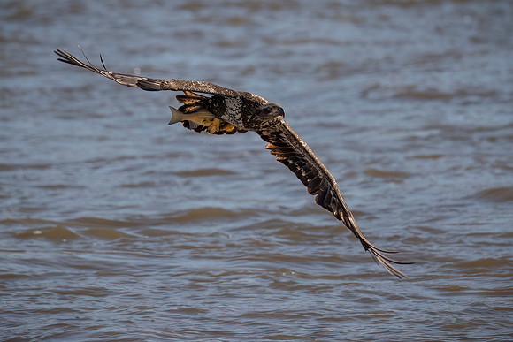 Juvenile Bald Eagle with the Catch of the Day