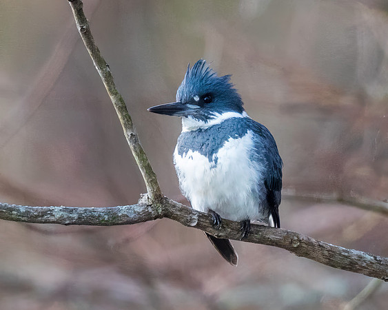 Belted Kingfisher - Male