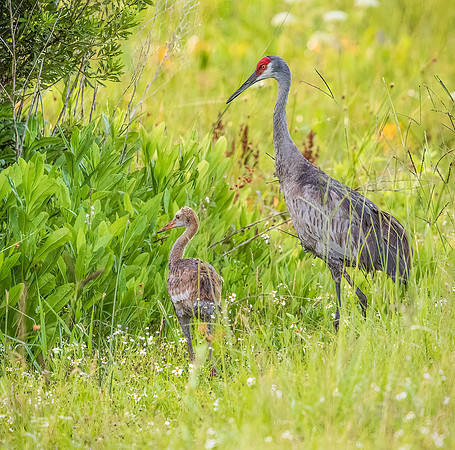 Sandhill Crane and Colt