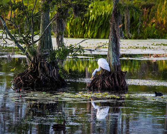 Wetland Beauty Queen - Great Egret