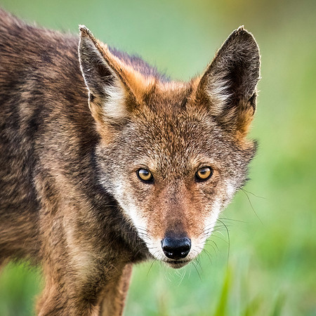 Critically Endangered Red Wolf