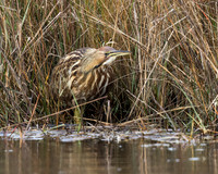American Bittern