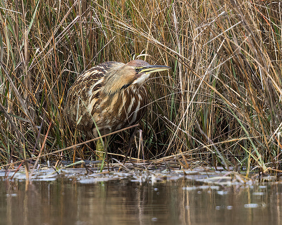 American Bittern