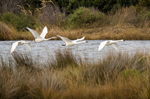 Tundra Swan Family - 2 adults and 2 juveniles