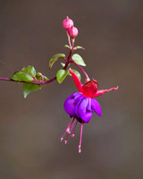 Fuchsia