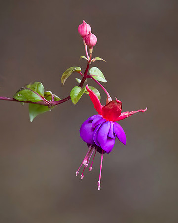 Fuchsia
