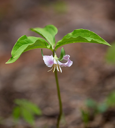 Cateby's Trillium - Bashful Wakerobin
