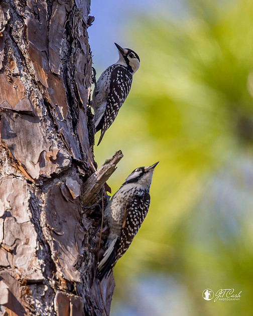 Red Cockcaded Woodpeckers - Threatened Species