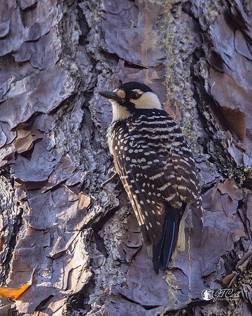 Red Cockcaded Woodpecker - Threatened Species