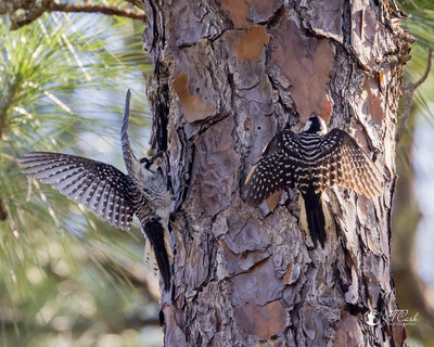 Red Cockcaded Woodpeckers - Threatened Species