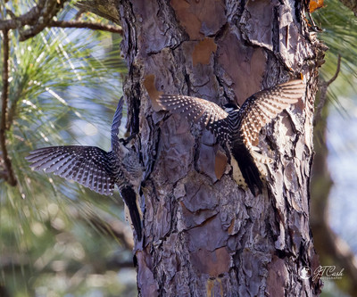 Red Cockcaded Woodpeckers - Threatened Species