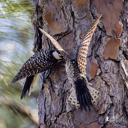 Red Cockcaded Woodpeckers - Threatened Species
