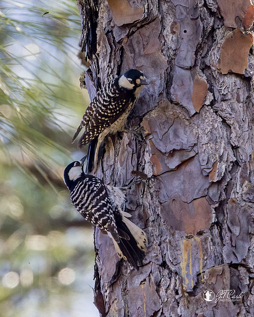 Red Cockcaded Woodpeckers - Threatened Species