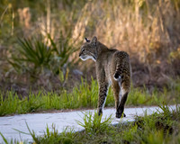 Bobcat