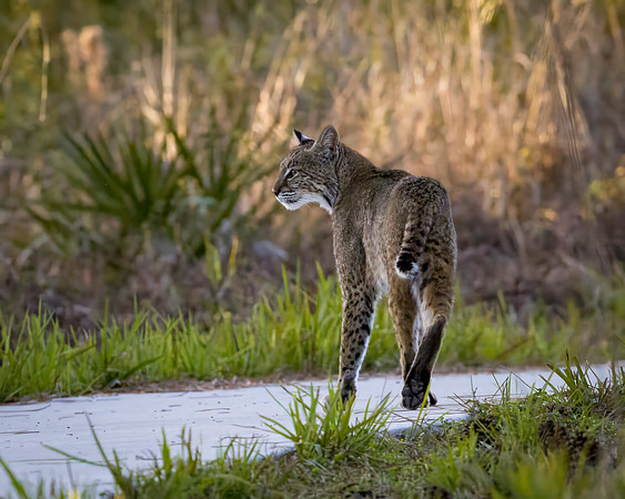 Bobcat
