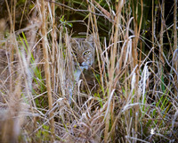 Bobcat