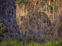 Bobcat