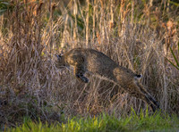 Bobcat