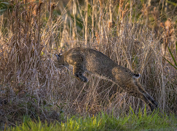 Bobcat