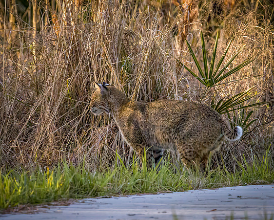 Bobcat