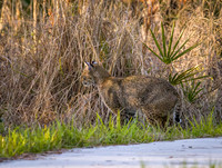 Bobcat