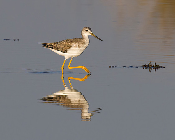 Greater Yellow Legs