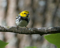 Black Throated Green Warbler