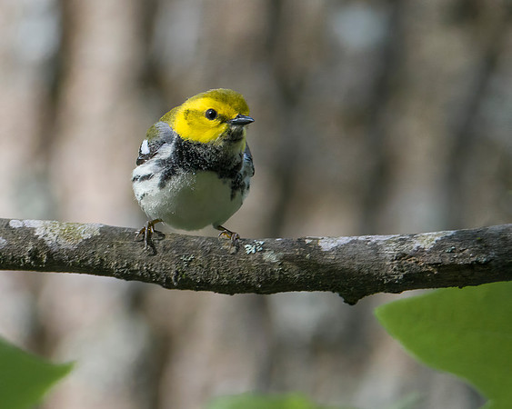 Black Throated Green Warbler
