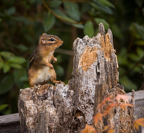 Chipmunk