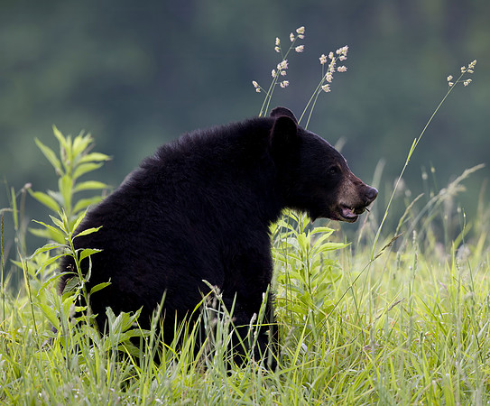 Black Bear enjoying a walnut