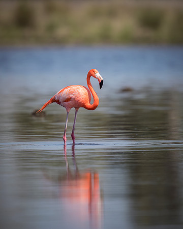 American Flamingo