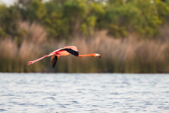 American Flamingo