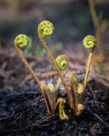 Birth of a Fern