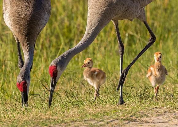 Sandhill Cranes with Colts