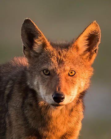 Critically Endangered Red Wolf