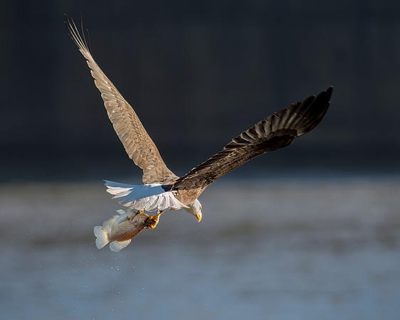 Bald Eagle with Fish