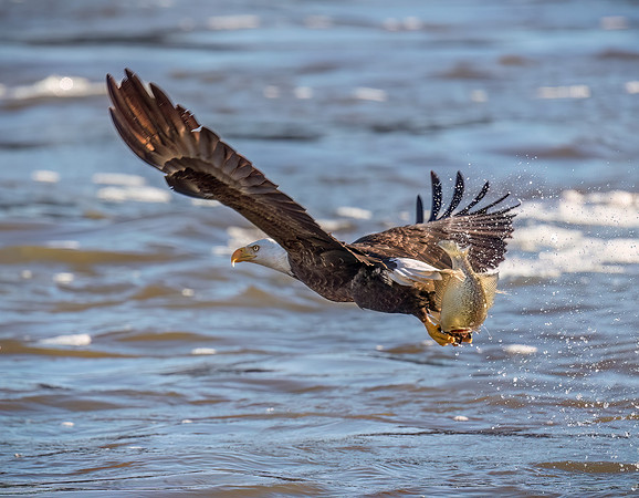 Bald Eagle