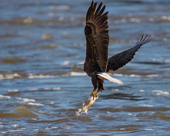 Bald Eagle with breakfast