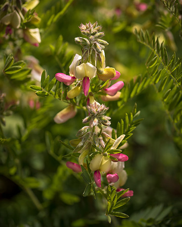 Wild Goat's Rue (Tephrosia Virginiana)