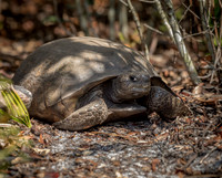 Gopher Tortoise