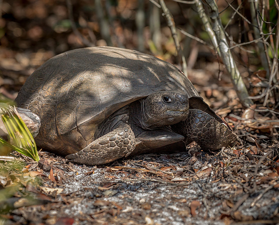 Gopher Tortoise