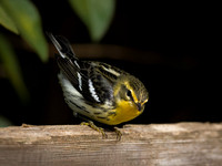 Black Blackburnian Warbler