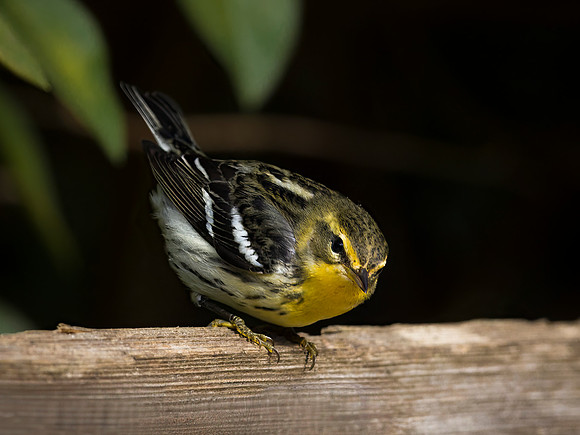 Black Blackburnian Warbler