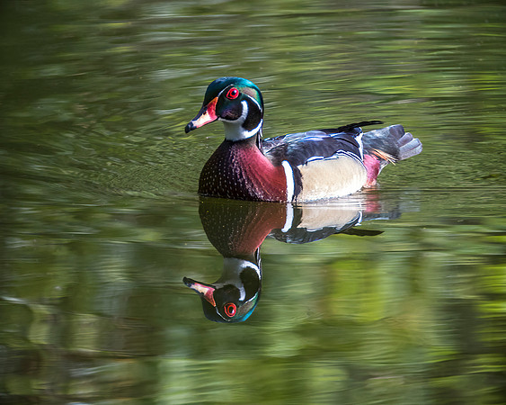 Wood Duck Reflection - Male