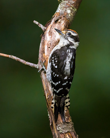 Downy Woodpecker -  Juvenile Male
