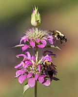 Lemon Bee Balm