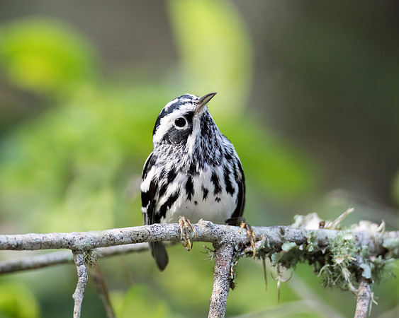 Black and White Warbler