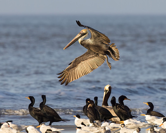 Coming in for a tight landing - Brown Pelican, Cormorants, and Shorebirds