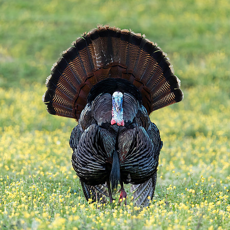 Eastern Turkey - Strutting Tom