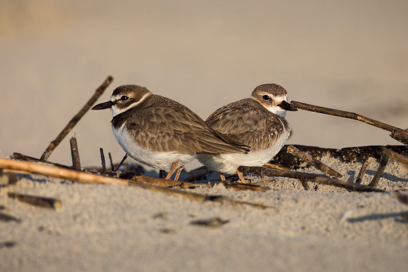 Wilson's Plovers